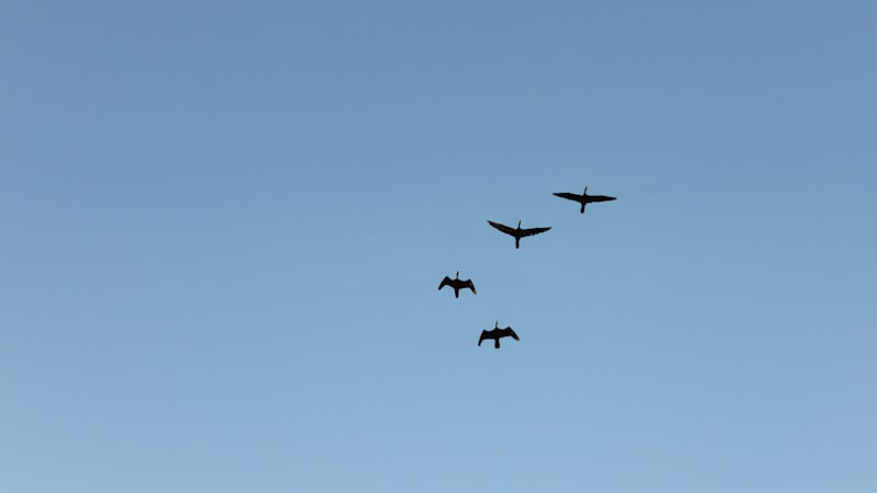 No One Should Own AI